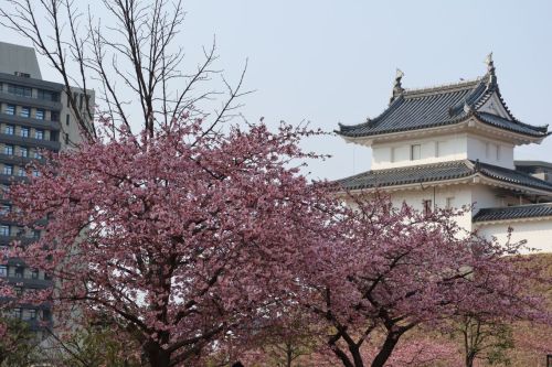【河津桜と富士見櫓】